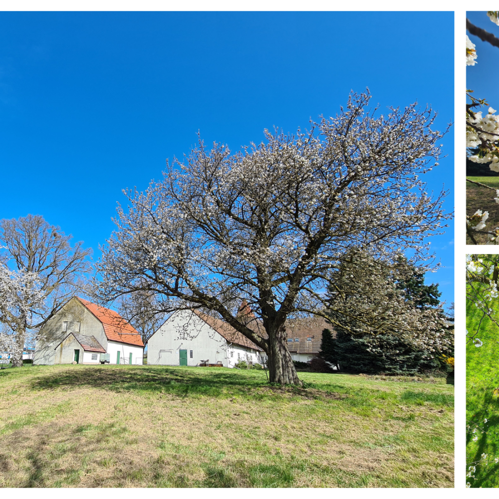 Offenes Singen unterm Kirschbaum